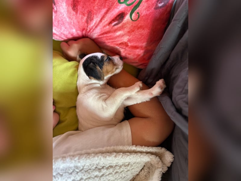 Parson Jack-Russell Terrier Welpen aus liebev. Familienaufzucht