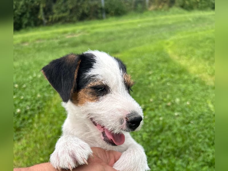 Parson Jack-Russell Terrier Welpen aus liebev. Familienaufzucht