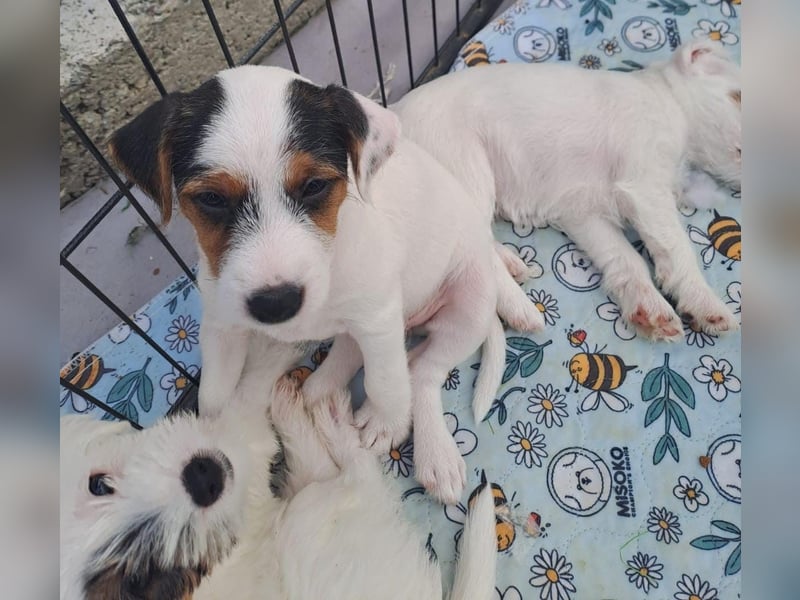 Parson Jack-Russell Terrier Welpen aus liebev. Familienaufzucht