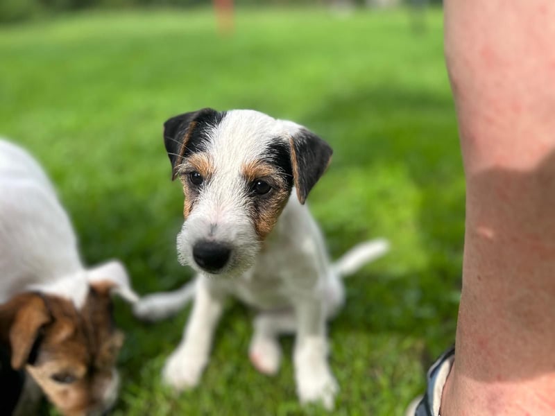 Parson Jack-Russell Terrier Welpen aus liebev. Familienaufzucht