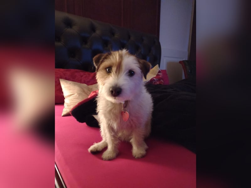 Parson Jack-Russell Terrier Welpen aus liebev. Familienaufzucht