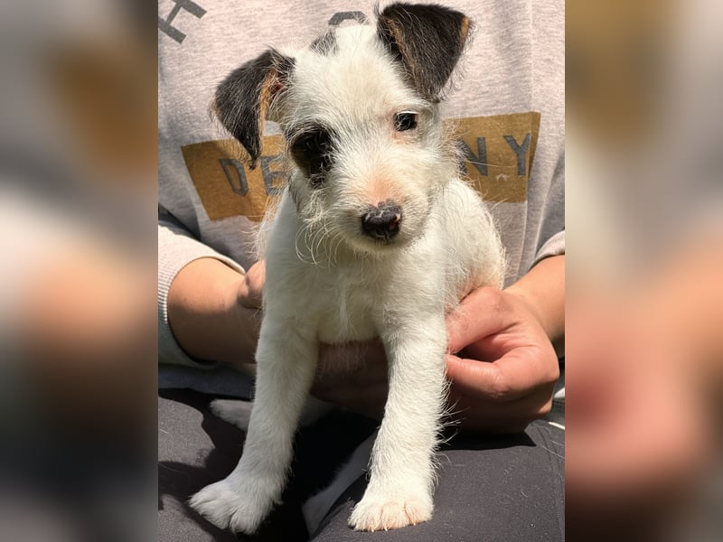 Parson Jack-Russell Terrier Welpen aus liebev. Familienaufzucht