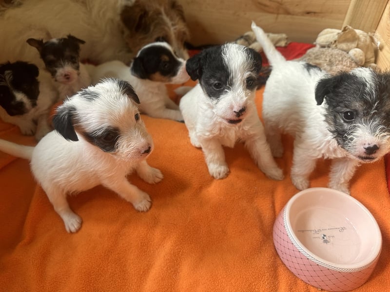 Parson Jack-Russell Terrier Welpen aus liebev. Familienaufzucht