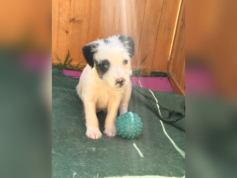 Parson Jack-Russell Terrier Welpen aus liebev. Familienaufzucht