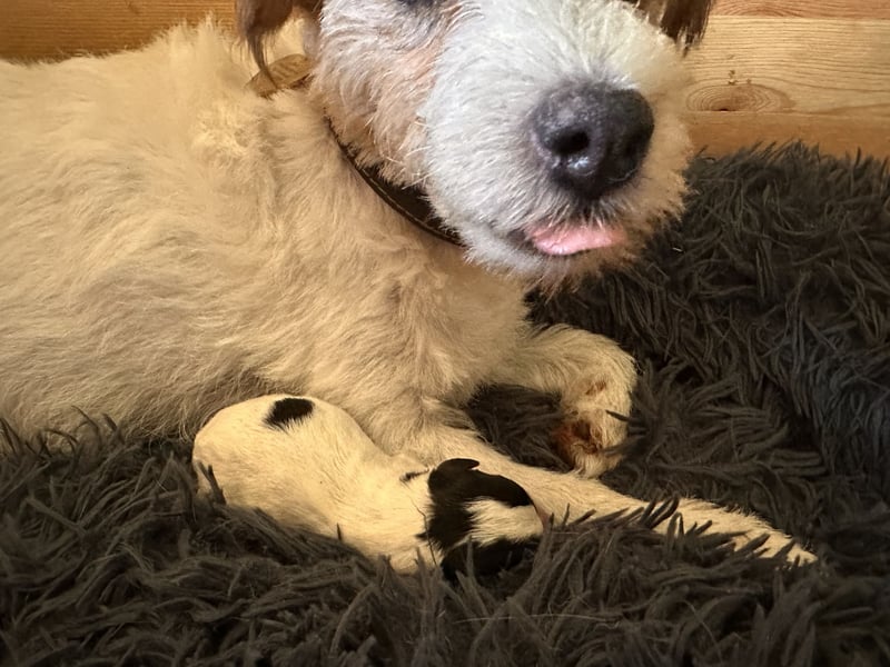 Parson Jack-Russell Terrier Welpen aus liebev. Familienaufzucht