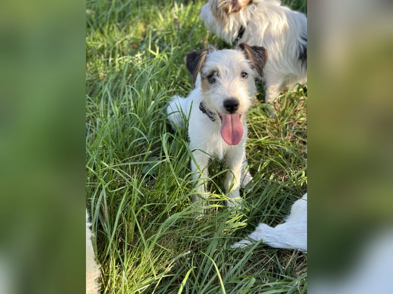Parson Jack-Russell Terrier Welpen aus liebev. Familienaufzucht