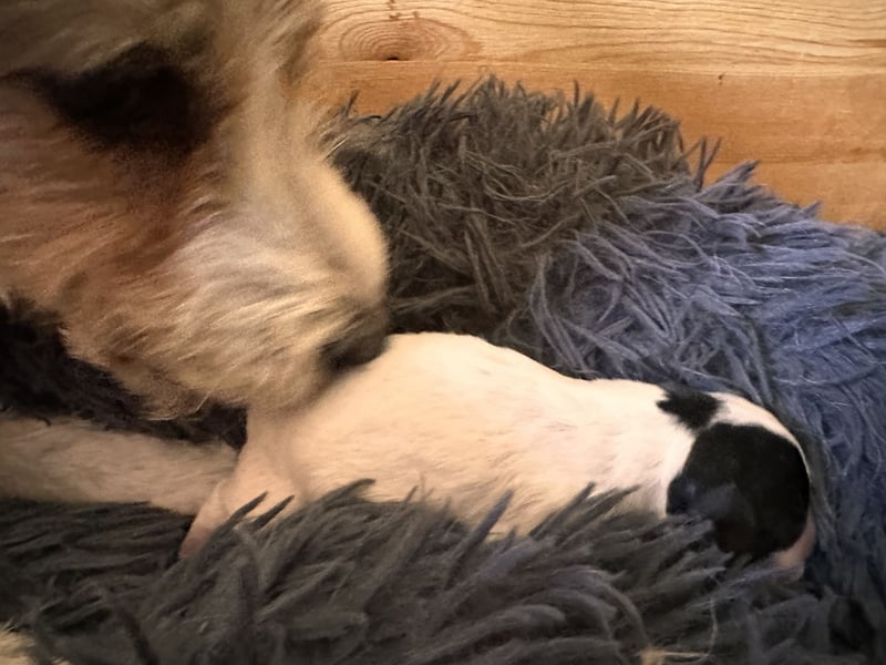 Parson Jack-Russell Terrier Welpen aus liebev. Familienaufzucht