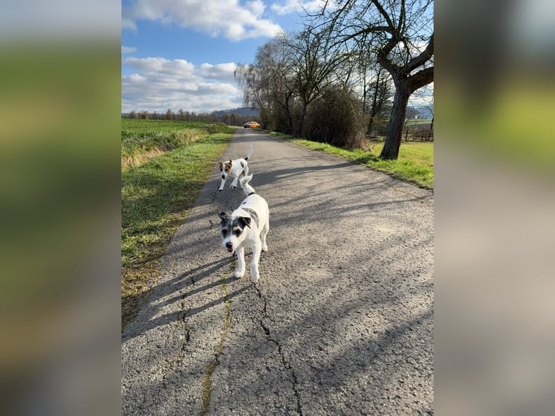 Wurfankündigung Parson Russel Terrier Welpen