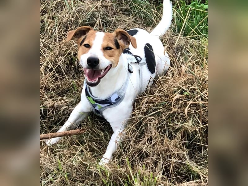 Wurfankündigung Parson Russel Terrier Welpen