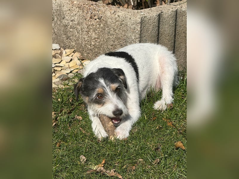 Wurfankündigung Parson Russel Terrier Welpen