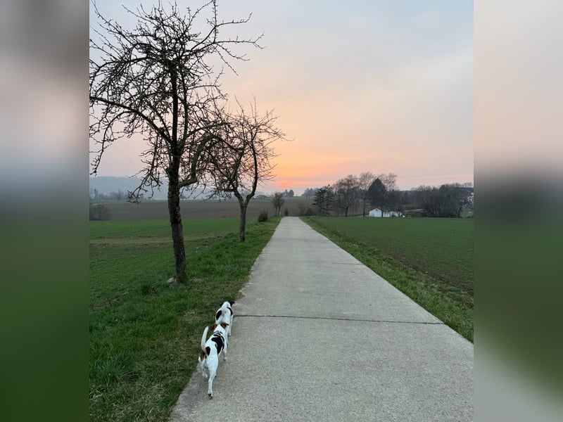 Wurfankündigung Parson Russel Terrier Welpen