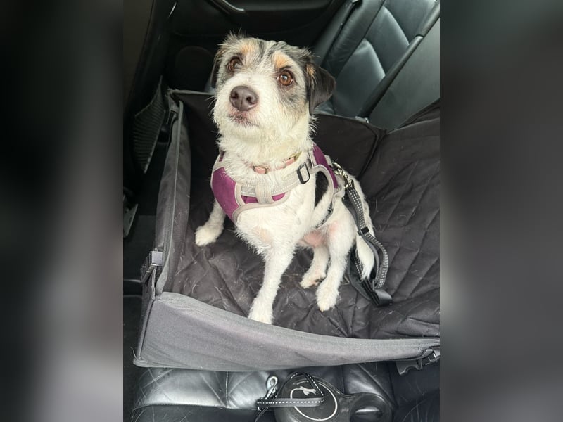 Wurfankündigung Parson Russel Terrier Welpen