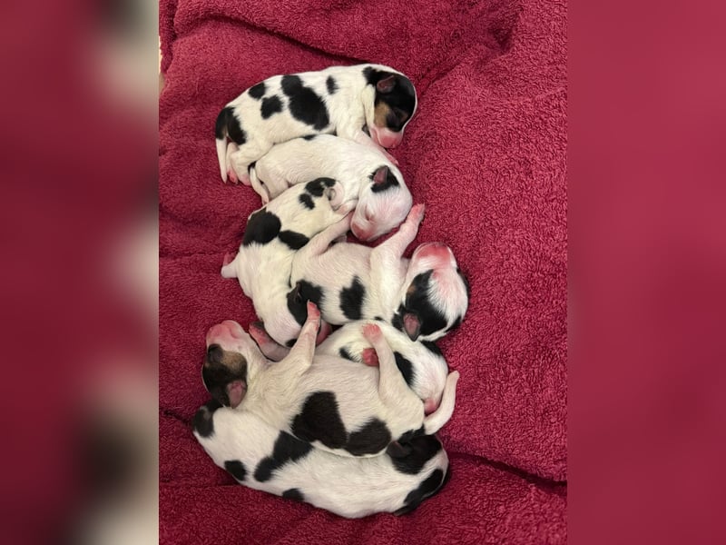 Wurfankündigung Parson Russel Terrier Welpen