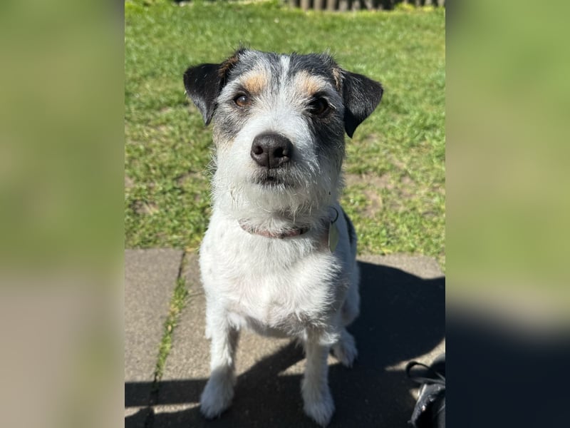 Wurfankündigung Parson Russel Terrier Welpen
