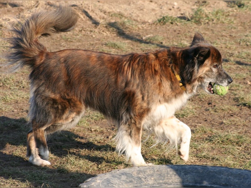 Mistela