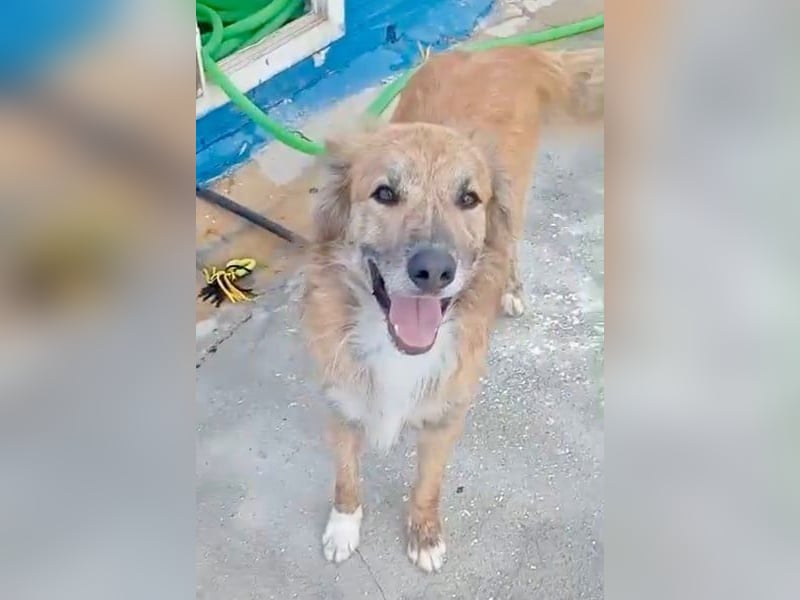 Honey, hofft auf seine Chance