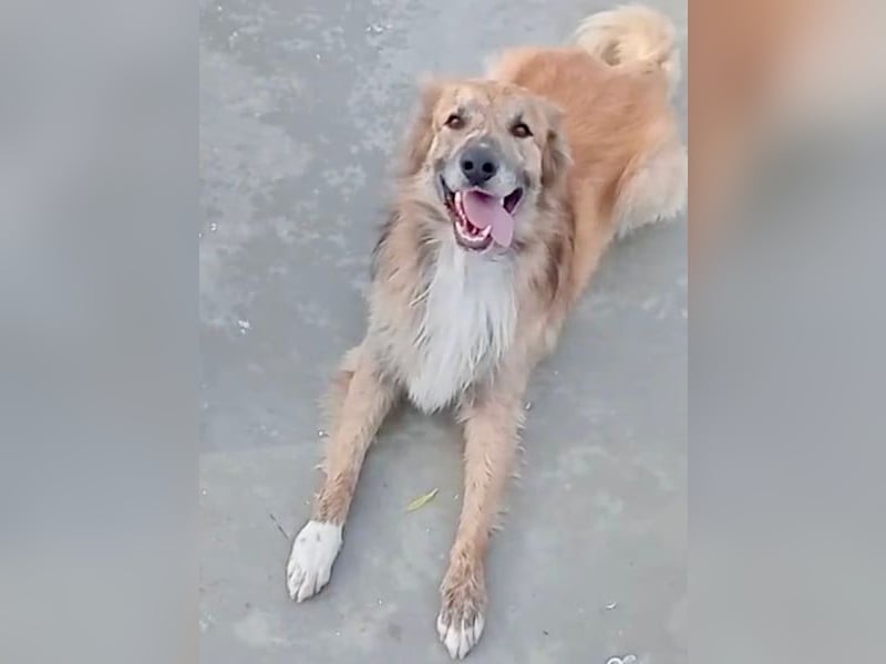 Honey, hofft auf seine Chance