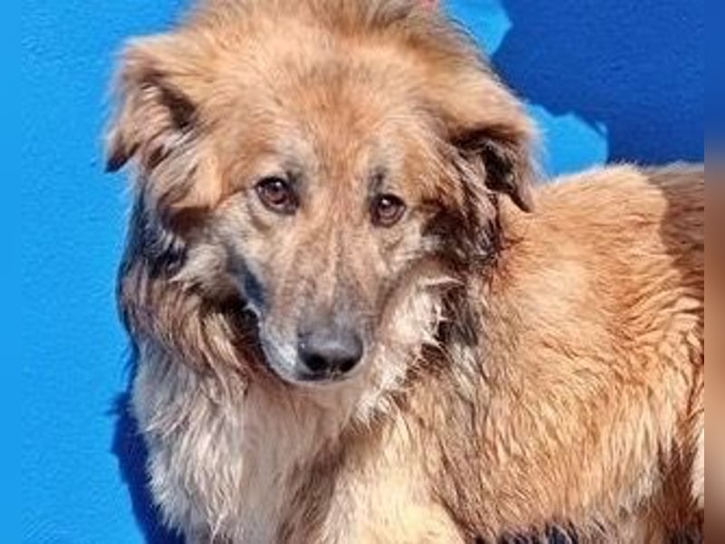 Honey, sensibel und lieb