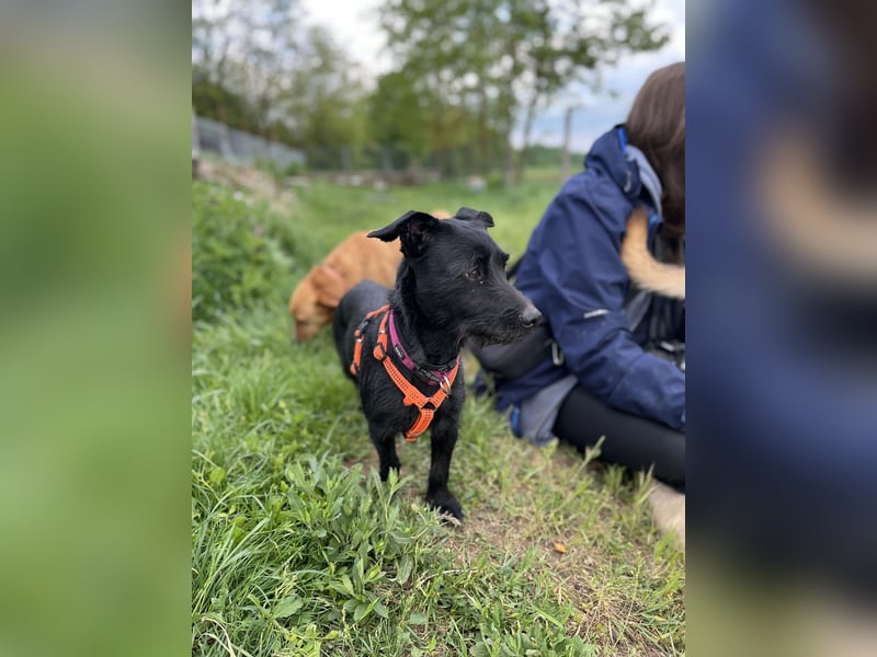 Luna VA – zarte junge Hündin sucht liebevolles und sicheres Zuhause