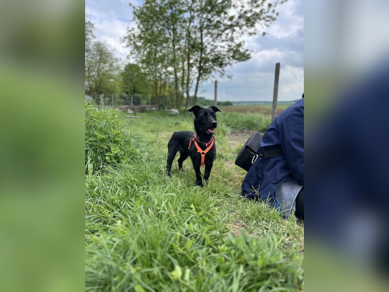 Luna VA – zarte junge Hündin sucht liebevolles und sicheres Zuhause