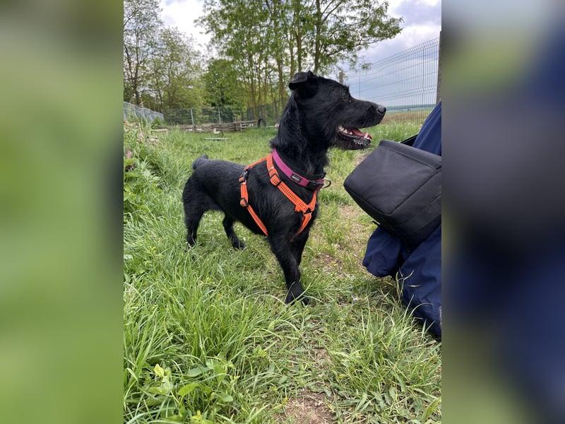 Luna VA – zarte junge Hündin sucht liebevolles und sicheres Zuhause