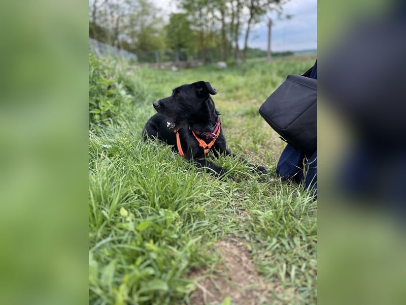 Luna VA – zarte junge Hündin sucht liebevolles und sicheres Zuhause