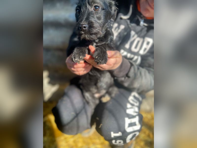 Zizi-LM, verspielte Maus sucht Zuhause
