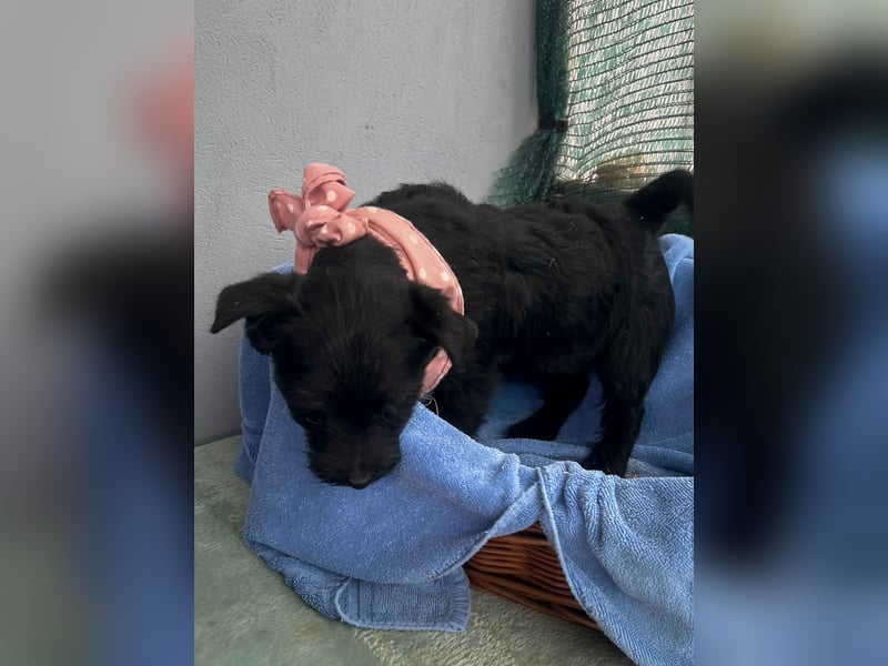 Zizi-LM, verspielte Maus sucht Zuhause