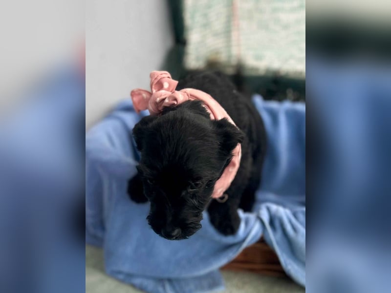 Zizi-LM, verspielte Maus sucht Zuhause