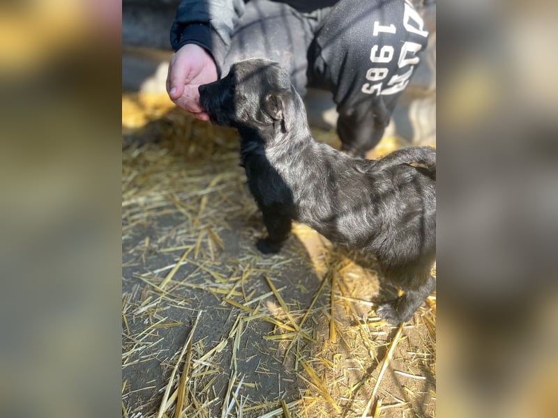 Zizi-LM, verspielte Maus sucht Zuhause