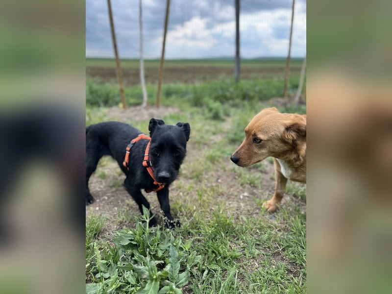 Luna/ Dorothie VA – Zarte junge Hündin sucht ein liebevolles und sicheres Zuhause