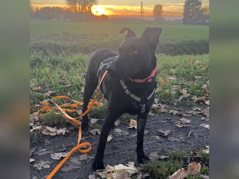 Mona eine verspielte kleine Hündin