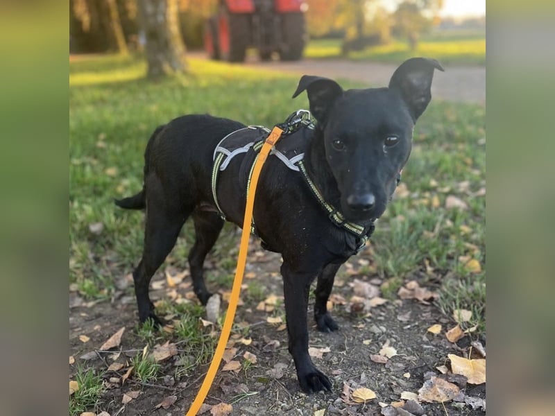 Mona eine verspielte kleine Hündin