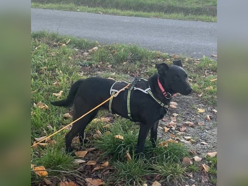 Mona eine verspielte kleine Hündin