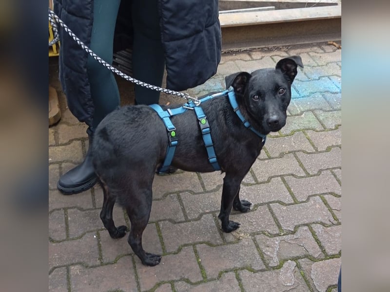 Mona eine verspielte kleine Hündin