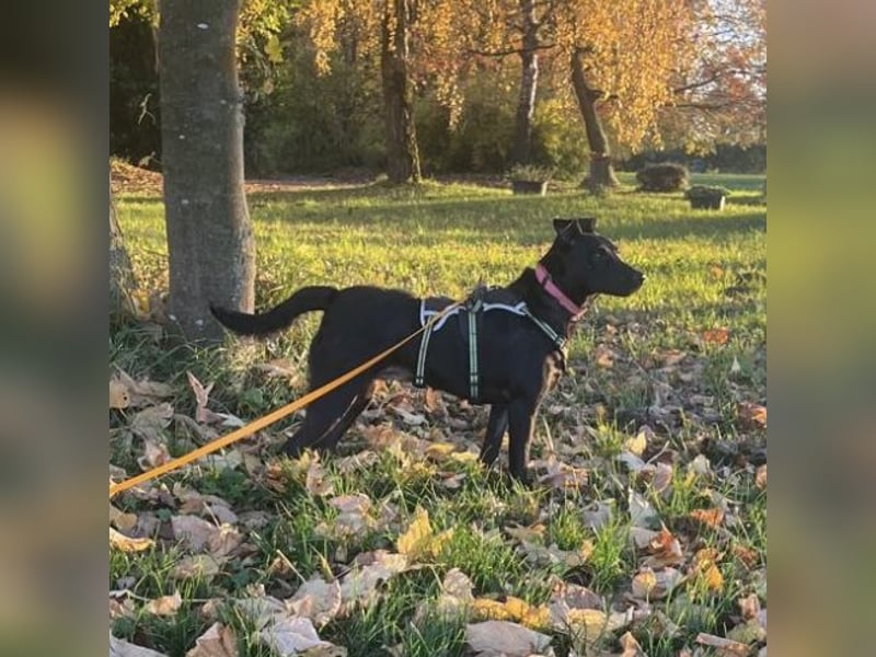 Mona eine verspielte kleine Hündin