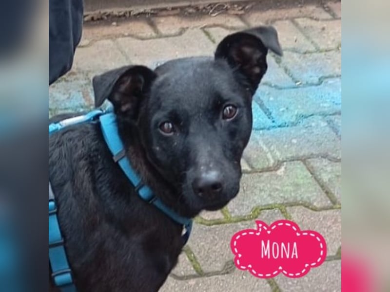 Mona eine verspielte kleine Hündin