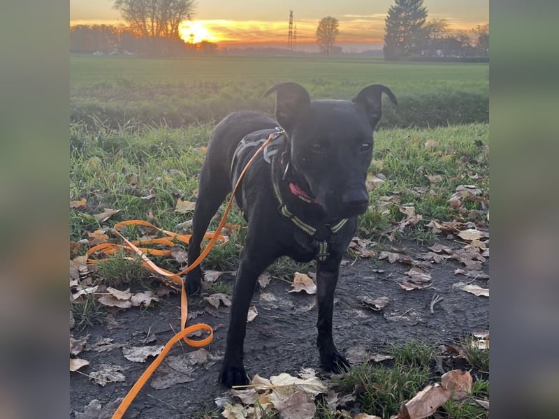 Mona eine verspielte kleine Hündin