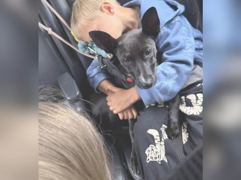 Pia (Spanien) – liebevolle und aufgeweckte Seele sucht ihre Menschen