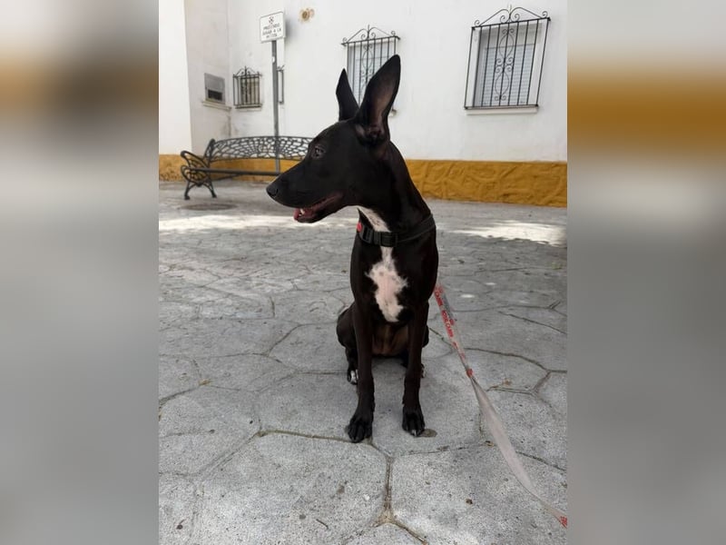 Pia (Spanien) – liebevolle und aufgeweckte Seele sucht ihre Menschen