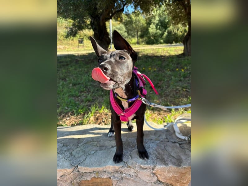 Pia (Spanien) – liebevolle und aufgeweckte Seele sucht ihre Menschen