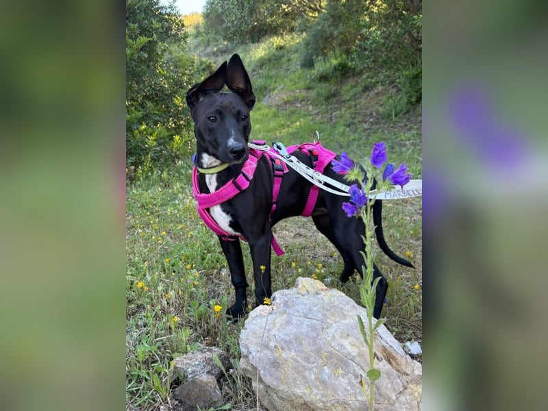 Pia (Spanien) – liebevolle und aufgeweckte Seele sucht ihre Menschen