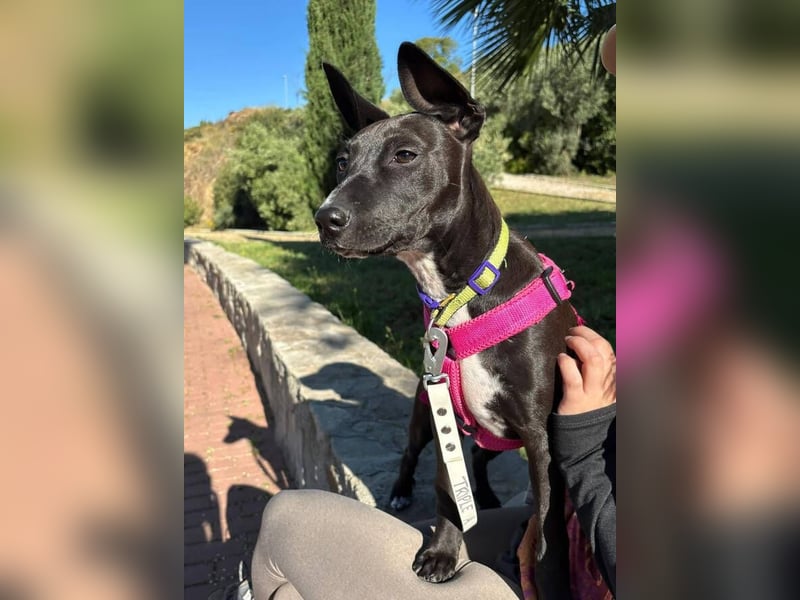 Pia (Spanien) – liebevolle und aufgeweckte Seele sucht ihre Menschen