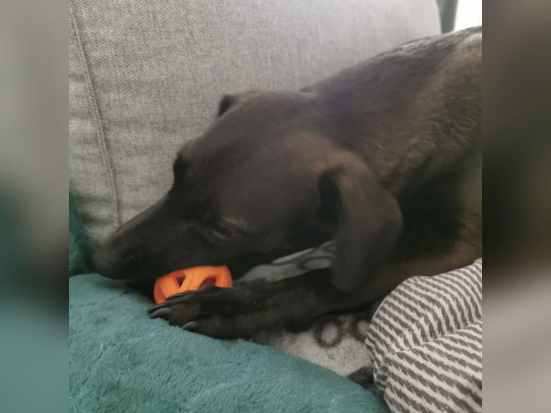 Jimmy braucht ein neues Zuhause