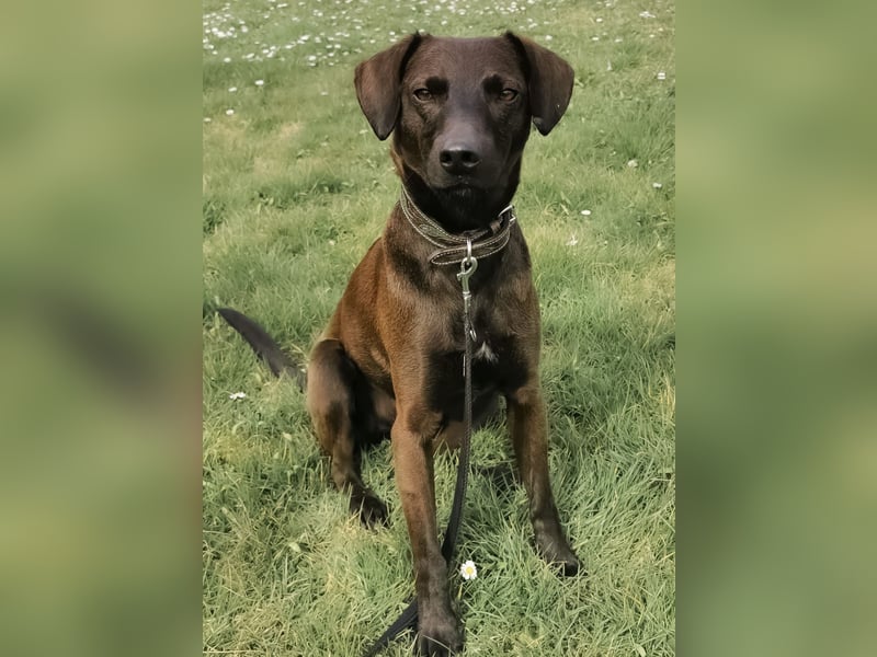 Jimmy braucht ein neues Zuhause