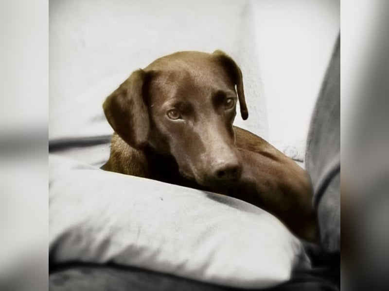 Jimmy braucht ein neues Zuhause