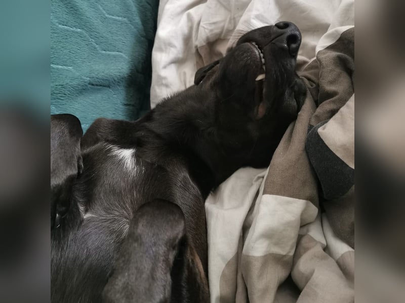 Jimmy braucht ein neues Zuhause