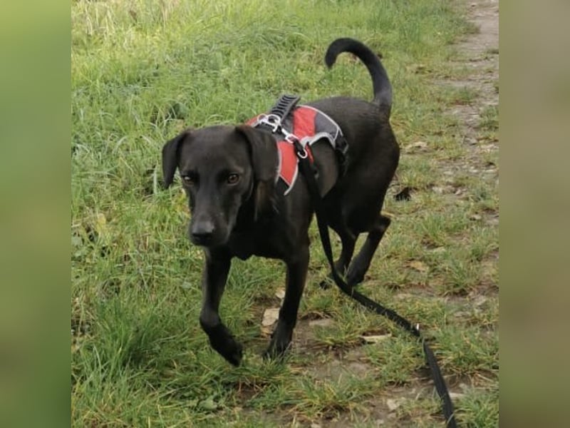 Jimmy braucht ein neues Zuhause