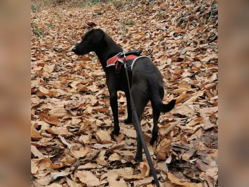 Jimmy braucht ein neues Zuhause