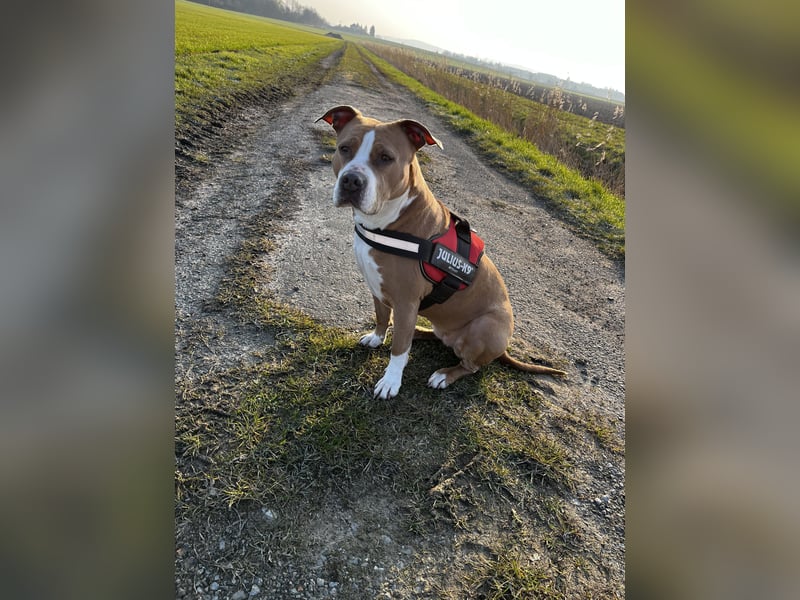 Luna sucht ein neues liebevolles Zuhause